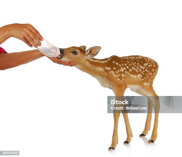 Foto de Mão Levantar Castanho e mais fotos de stock de Adulto - Adulto, Animal, Atividade