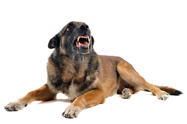 arrabbiato malinois - belgian sheepdog foto e immagini stock