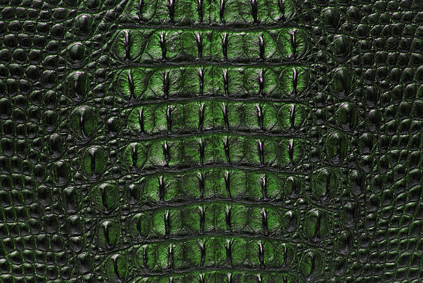 Green Freshwater Crocodile Bone Skin Texture Stock Photo - Download Image  Now - Crocodile, Crocodile Leather, Green Color - iStock