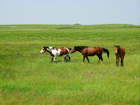 horses in the pasture, steppe and sky.