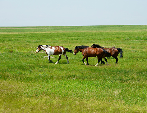 Led by a beautiful sleek Paint, three horses are trotting off to another part of the lush green pasture.  The two following have different shades of shiny brown coats.  Both have black manes and tails.  All seem fit and quite healthy.  A pale blue, cloudless sky hangs over all.
