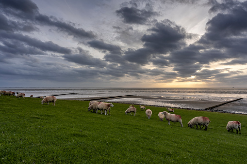 Sheeps on a levee at the North Sea during sunset. Nordstrand, North Frisian Islands, Schleswig-Holstein, Germany