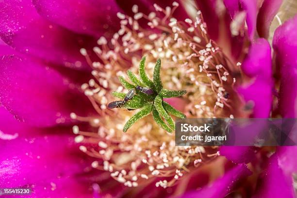 Fragola Echinocereus Triglochidiatus - Fotografie stock e altre immagini di Cactus - Cactus, Capolino, Affilato