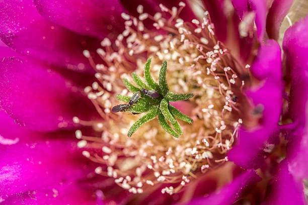 스트로우베리 고슴도치선인장 - cactus hedgehog cactus flower desert 뉴스 사진 이미지