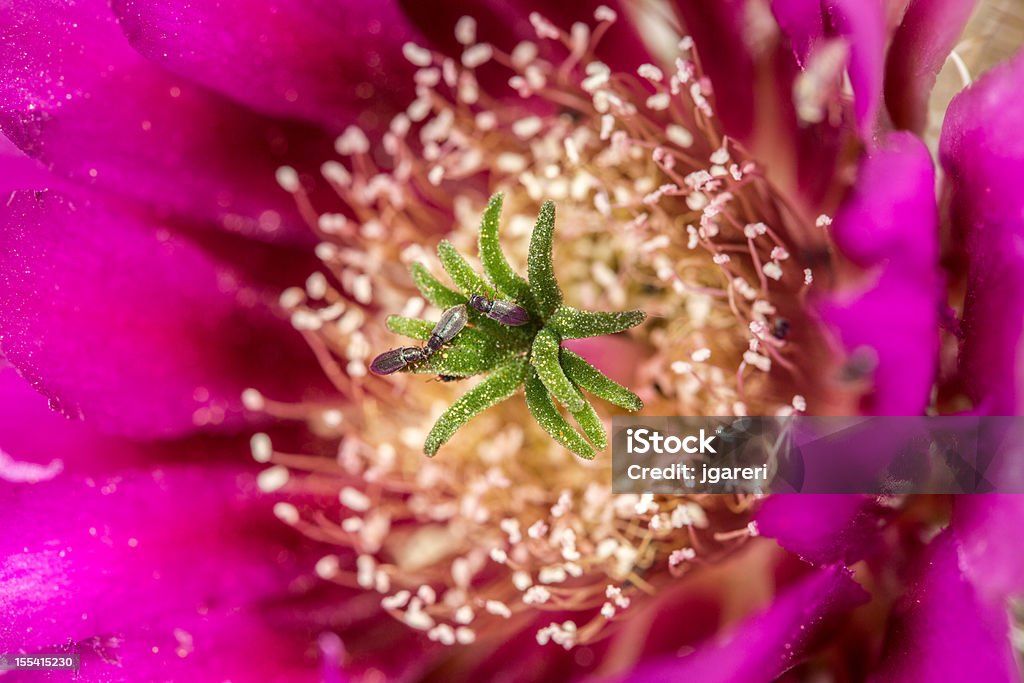 Morango Cacto Hedgehog - Foto de stock de Cabeça da flor royalty-free