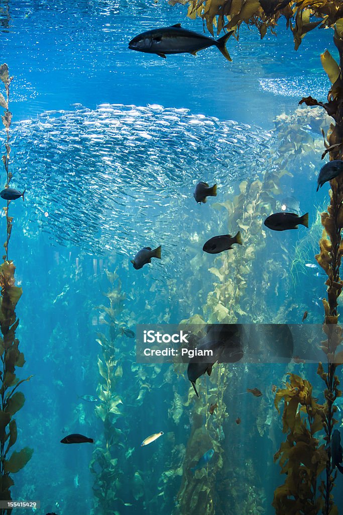 Morze życie i ryb Pod wodą - Zbiór zdjęć royalty-free (Akwarium)