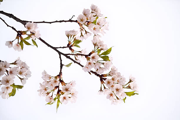 flor de cerezo - cherry blossom sakura cherry tree tree fotografías e imágenes de stock