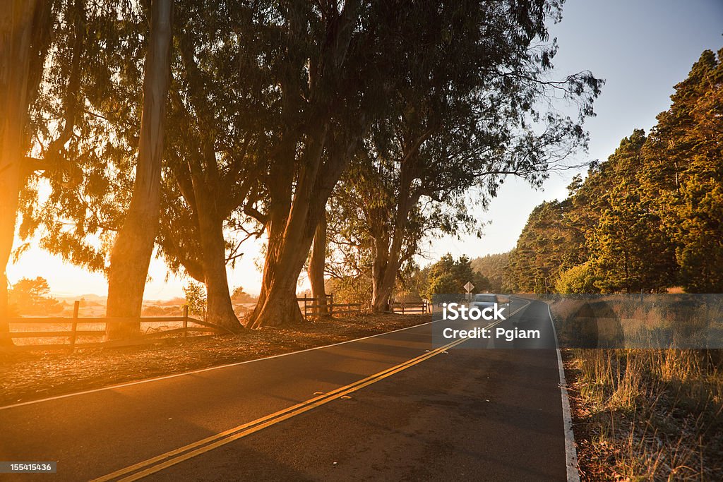 Arbres au coucher du soleil sur une route de campagne - Photo de Route de campagne libre de droits