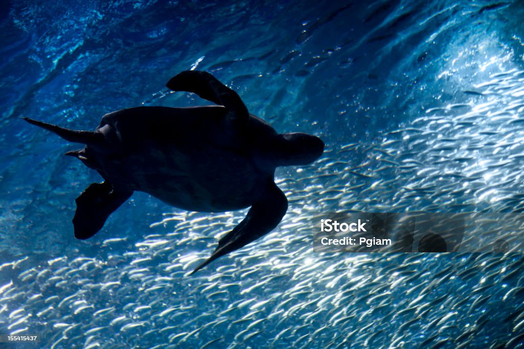 Tortue de mer nage avec les poissons et la vie sous-marine - Photo de Industrie de la pêche libre de droits