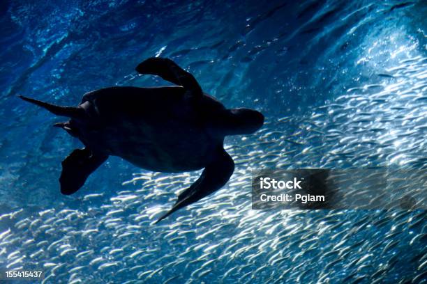 Photo libre de droit de Tortue De Mer Nage Avec Les Poissons Et La Vie Sousmarine banque d'images et plus d'images libres de droit de Industrie de la pêche