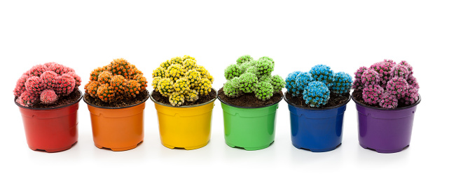 Top view of three cactus in terracotta pots isolated on pure white background