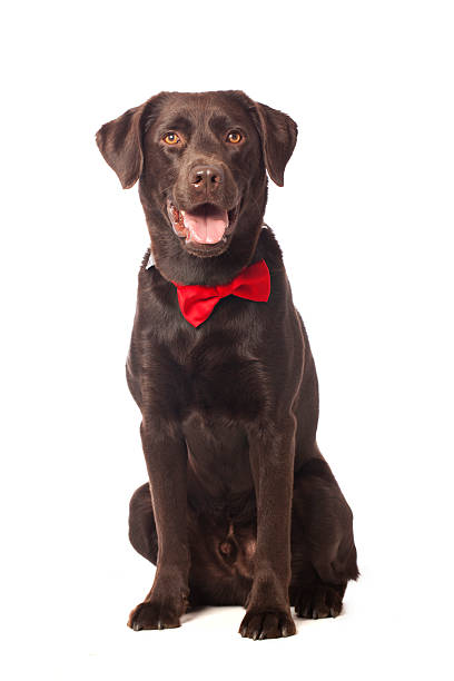 A dog of the type: Labrador