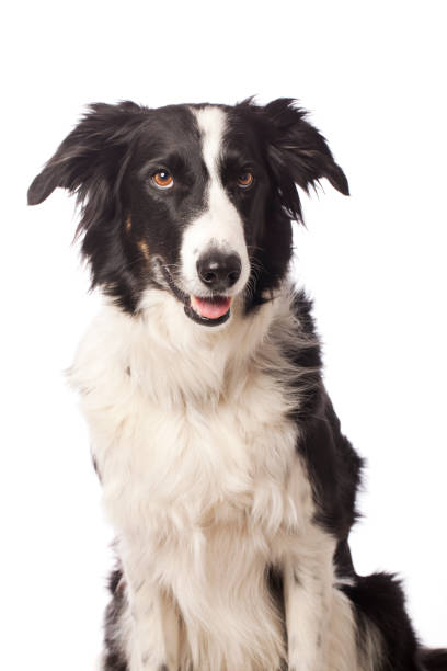 istock Portrait of a Border Collie 155415462