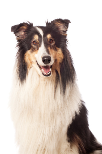 A dog of the type: Rough Collie