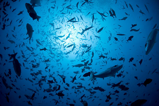fish silhouette stock photo