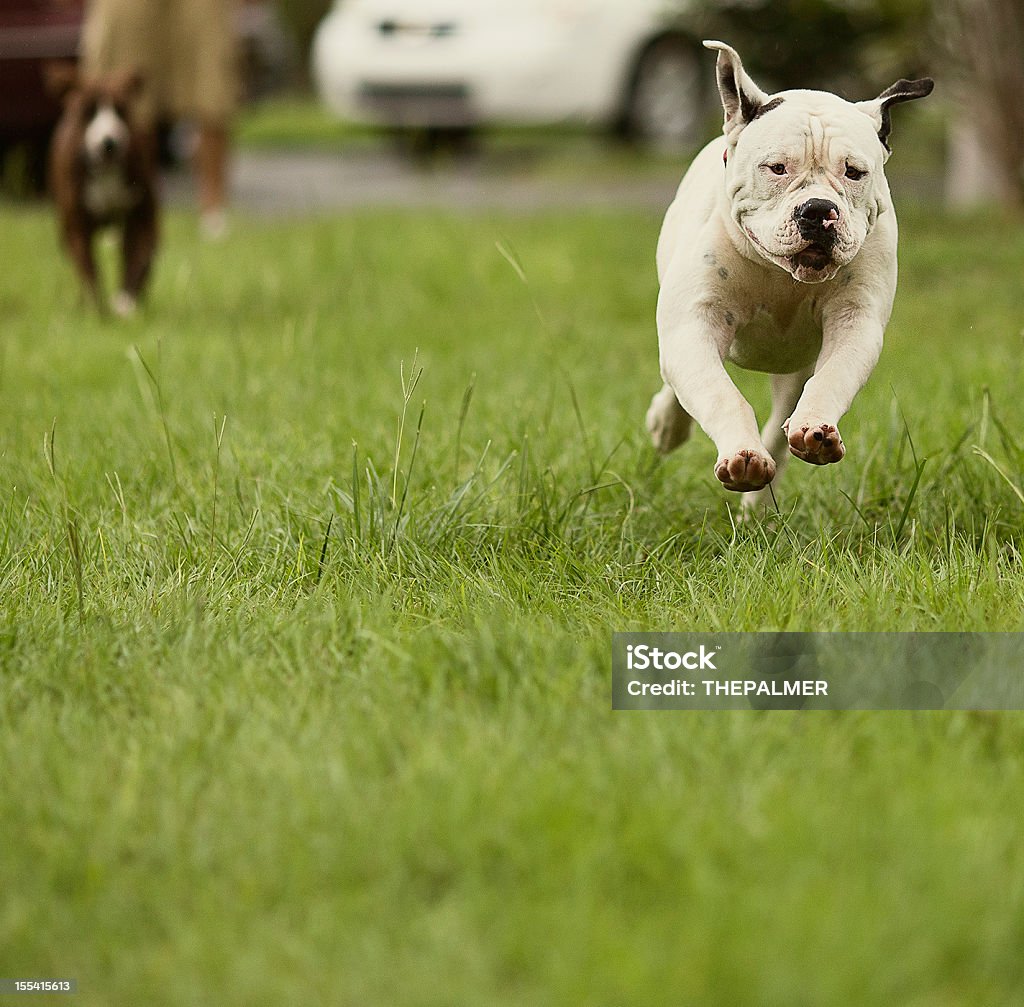 American Bulldog Standar Art - Lizenzfrei American Bulldog Stock-Foto