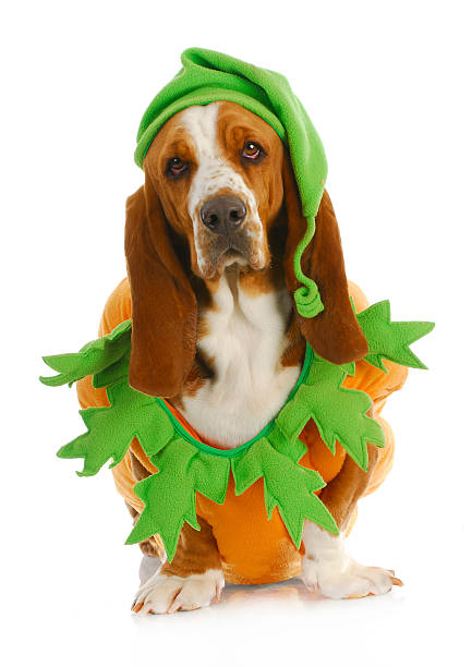 70+ Dog Nurse Costume Stock Photos, Pictures & Royalty-Free Images - iStock