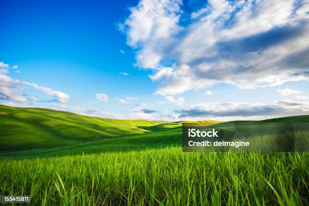 Rugiada Erba Verde Campo Weat - Fotografie stock e altre immagini di Colore verde - Colore verde, Agricoltura, Ambientazione esterna