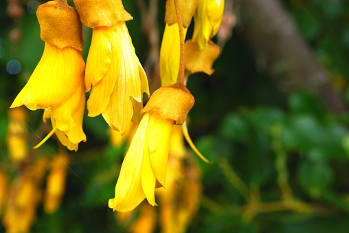 Close-up of a blooming yellow daffodil in the park