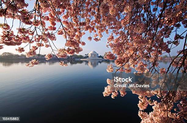 Dc 벚꽃 워싱턴 DC에 대한 스톡 사진 및 기타 이미지 - 워싱턴 DC, 벚꽃, Sakura Matsuri