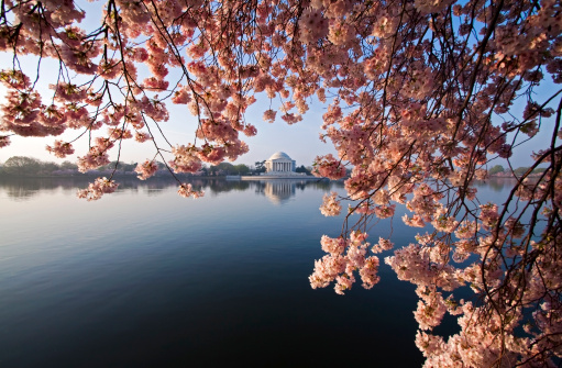 The Jefferson monument in Washington DC framed by a spectacular cherry blossom display.  Focus on the monument background.