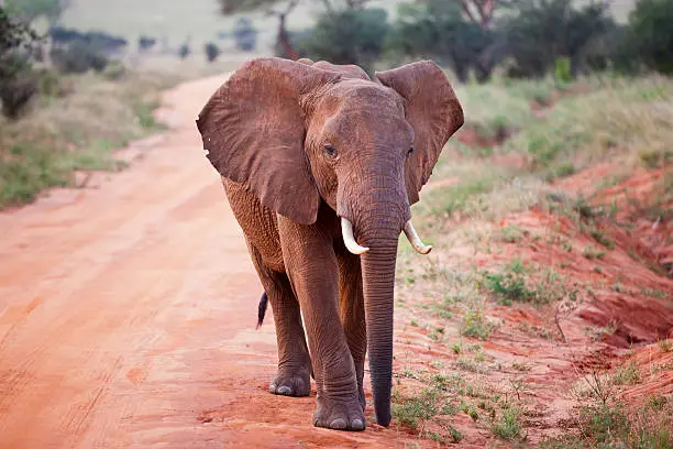 African Elephant in green at Tsavo East National Park at Kenya