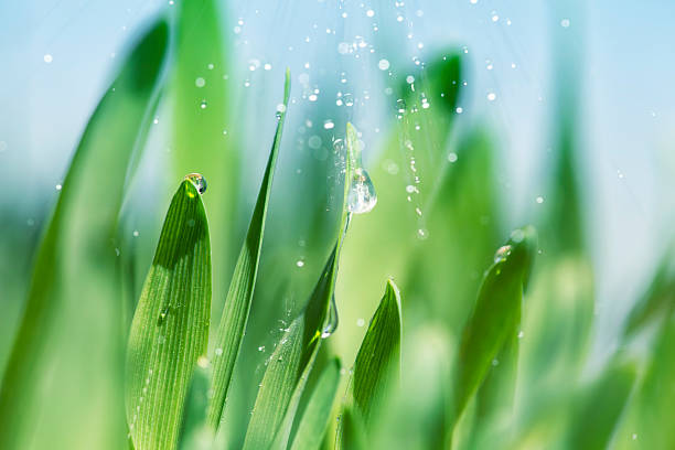 erba e la pioggia - grass water dew green foto e immagini stock