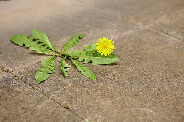 Two vibrant yellow dandelions stand out among blades of tall green grass, accompanied by a closed bud ready to bloom. The scene captures the energy of spring growth and the contrast between mature blossoms and emerging life.