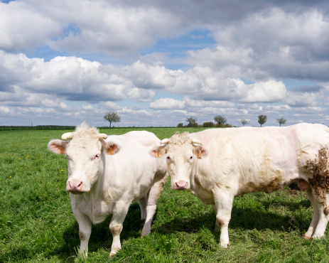 Two curiuos white cows looking at camera in the meadow ,Flanders,Belgium