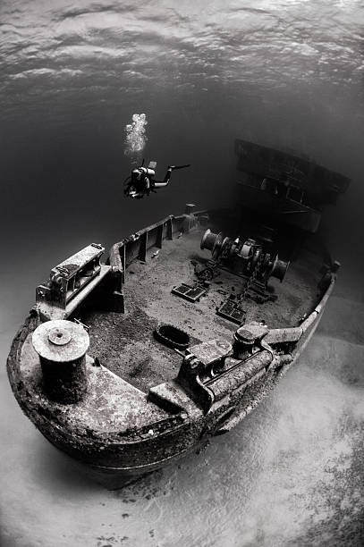 istock Kittiwake The Remainings 155417468