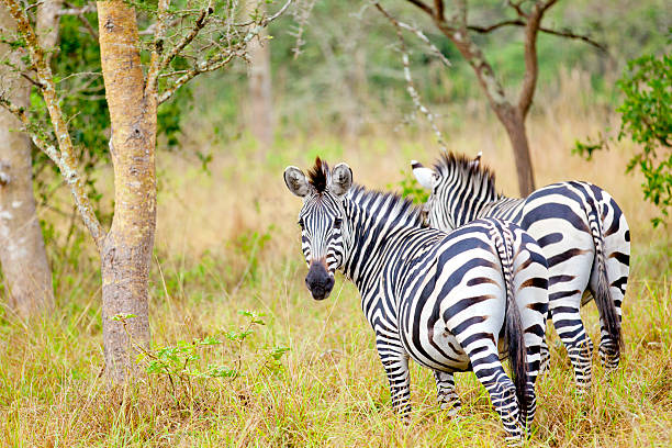 Zebra in Lake Mburo National Park, Uganda, Africa - looking at camera - rainy day[url=file_closeup.php?id=20316220][img]file_thumbview_approve.php?size=1&id=20316220[/img][/url] [url=file_closeup.php?id=20316083][img]file_thumbview_approve.php?size=1&id=20316083[/img][/url] [url=file_closeup.php?id=20316050][img]file_thumbview_approve.php?size=1&id=20316050[/img][/url] [url=file_closeup.php?id=20305500][img]file_thumbview_approve.php?size=1&id=20305500[/img][/url] [url=file_closeup.php?id=20305274][img]file_thumbview_approve.php?size=1&id=20305274[/img][/url] [url=file_closeup.php?id=20304870][img]file_thumbview_approve.php?size=1&id=20304870[/img][/url] [url=file_closeup.php?id=20304740][img]file_thumbview_approve.php?size=1&id=20304740[/img][/url] [url=file_closeup.php?id=20304580][img]file_thumbview_approve.php?size=1&id=20304580[/img][/url] [url=file_closeup.php?id=20128980][img]file_thumbview_approve.php?size=1&id=20128980[/img][/url] [url=file_closeup.php?id=20128920][img]file_thumbview_approve.php?size=1&id=20128920[/img][/url] [url=file_closeup.php?id=19899005][img]file_thumbview_approve.php?size=1&id=19899005[/img][/url] [url=file_closeup.php?id=19728444][img]file_thumbview_approve.php?size=1&id=19728444[/img][/url] [url=file_closeup.php?id=19556303][img]file_thumbview_approve.php?size=1&id=19556303[/img][/url] [url=file_closeup.php?id=19555891][img]file_thumbview_approve.php?size=1&id=19555891[/img][/url] [url=file_closeup.php?id=19546593][img]file_thumbview_approve.php?size=1&id=19546593[/img][/url] [url=file_closeup.php?id=19545962][img]file_thumbview_approve.php?size=1&id=19545962[/img][/url] [url=file_closeup.php?id=19545685][img]file_thumbview_approve.php?size=1&id=19545685[/img][/url] [url=file_closeup.php?id=19545614][img]file_thumbview_approve.php?size=1&id=19545614[/img][/url] [url=file_closeup.php?id=19544881][img]file_thumbview_approve.php?size=1&id=19544881[/img][/url]