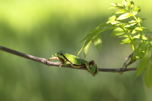 The green tree frog - Hyla arborea - sits on a tree branch among green leaves with beautiful bokeh