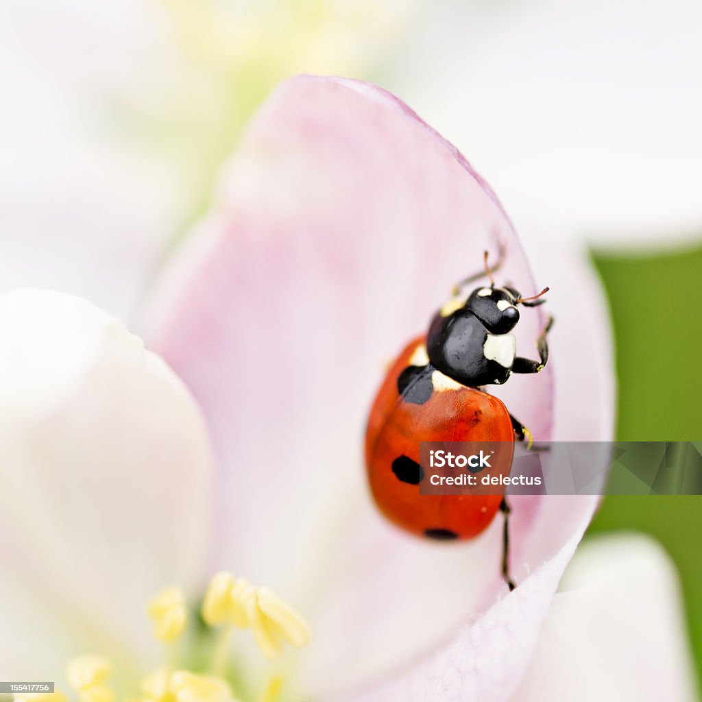 Marienkäfer auf einem Apple Blossom - Lizenzfrei Apfelbaum-Blüte Stock-Foto