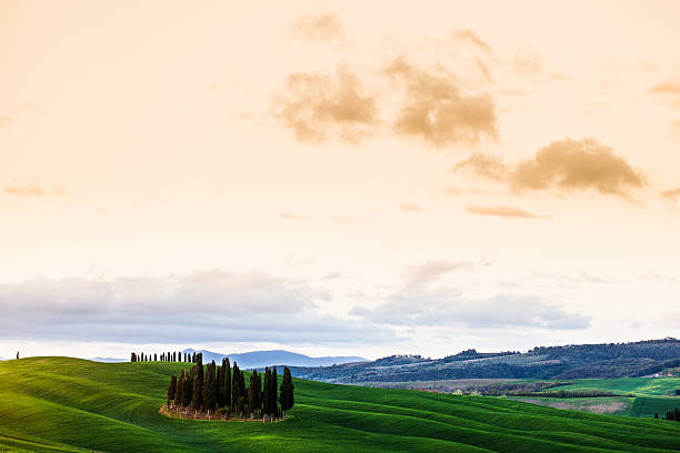 istock Tuscany Hills with Cypress Trees and Wheat Fields 155417762