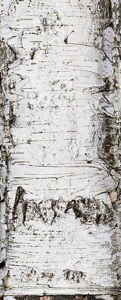 bétula trunk - birch bark birch tree textured imagens e fotografias de stock