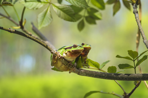 Green tree frog - Hyla arborea - two tree frogs sitting next to each other on a branch with a beautiful green bokeh