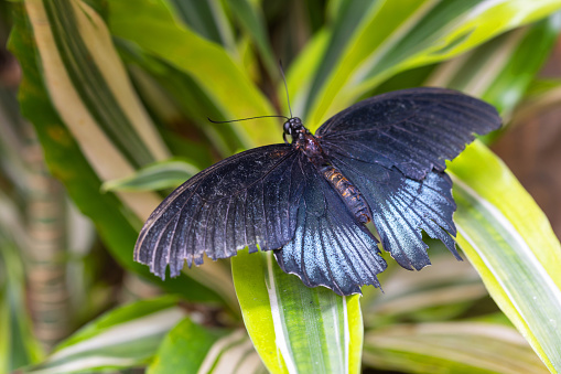 One butterfly with black spread wings sitting at the end of a twig with flowers.