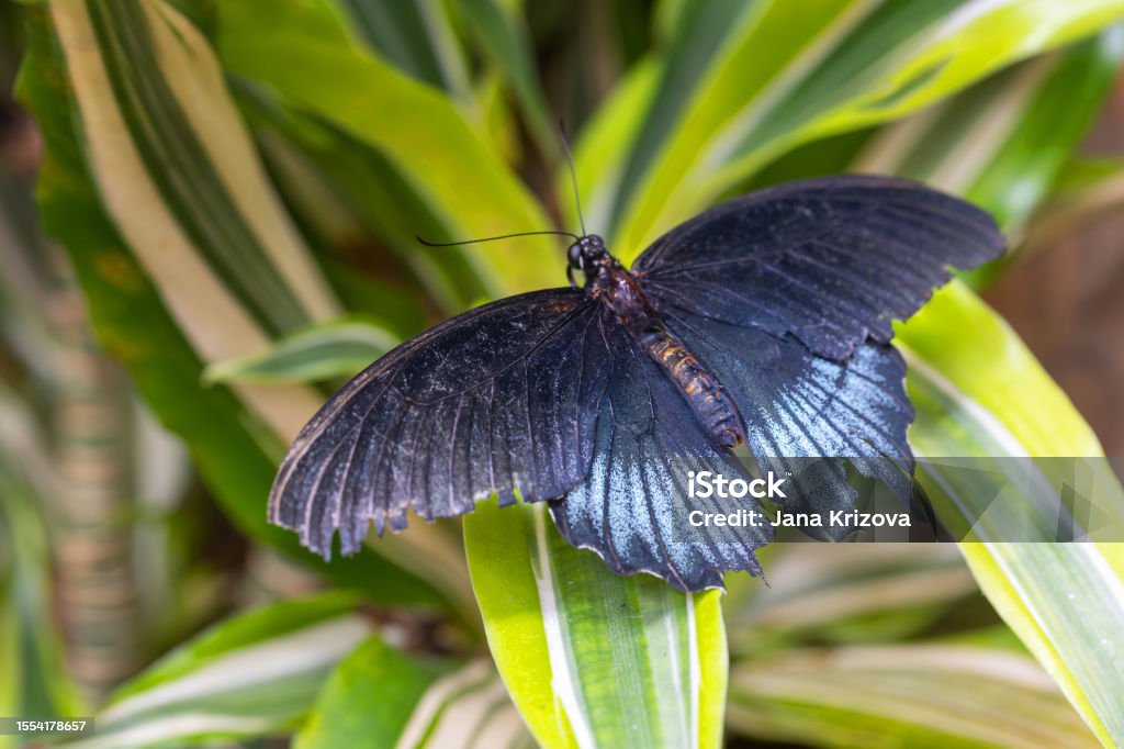 One butterfly with black spread wings sitting at the end of a twig with flowers. Animal Stock Photo