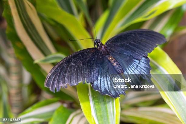 One Butterfly With Black Spread Wings Sitting At The End Of A Twig With Flowers Stock Photo - Download Image Now