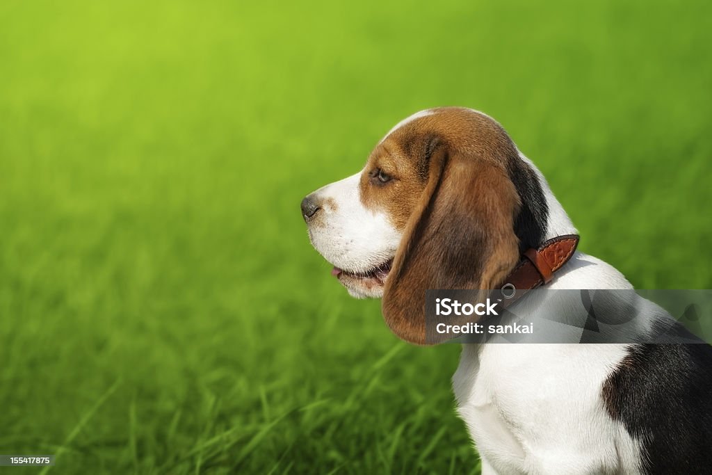 Porträt der süße beagle Welpen - Lizenzfrei Hund Stock-Foto