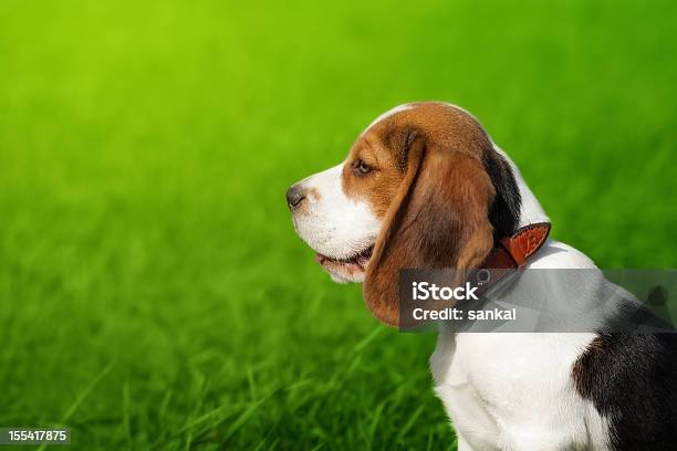 Foto de Retrato De Linda Beagle Do Cachorrinho e mais fotos de stock de Cão - Cão, Beagle, Figura para recortar