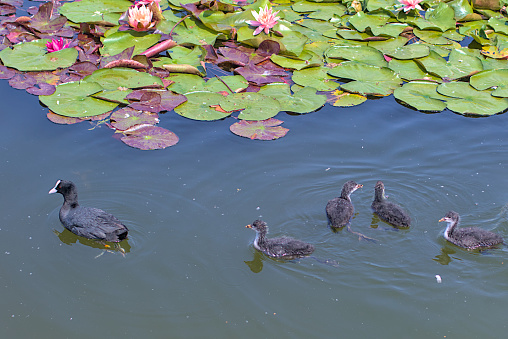 A family of ducks, an adult duck and newborn ducklings swim in the water. Eurasian coot.