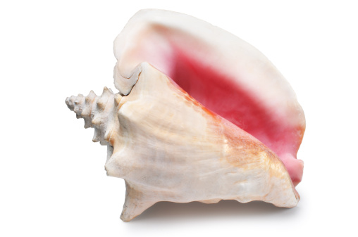 Conch shell isolated on white.