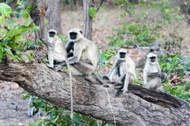 istock Common Langur in Bandhavgarh NP, India 155418381