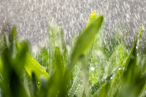 Grass and rain (selective focus)