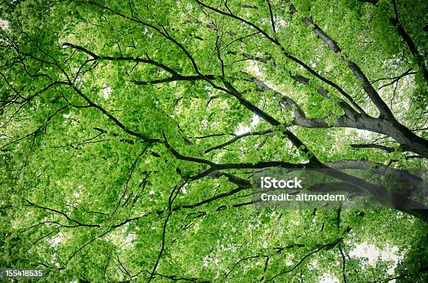 Der Natur Stockfoto und mehr Bilder von Gedeihend - Gedeihend, Ast - Pflanzenbestandteil, Aufnahme von unten