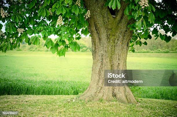 どんな一日 - クリの木のストックフォトや画像を多数ご用意 - クリの木, 樹木, カラー画像