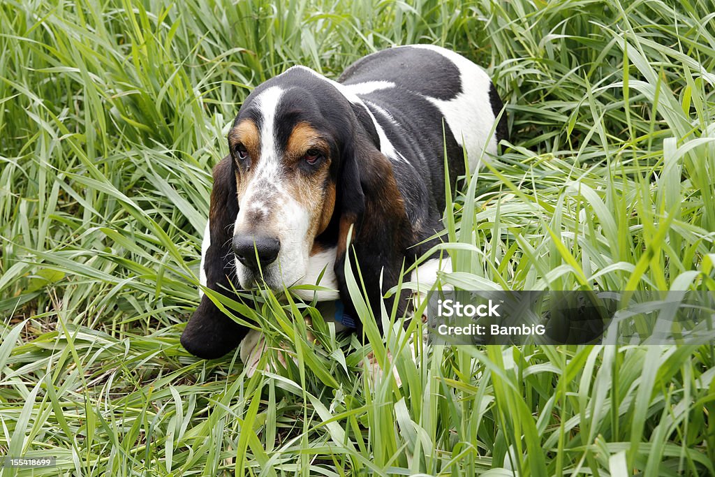 Basset Hound  Animal Stock Photo
