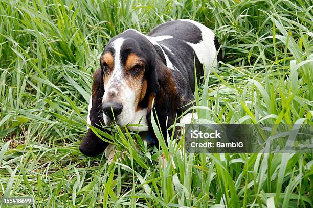 Basset Hound Stock Photo - Download Image Now - Animal, Animal Body Part, Animal Ear