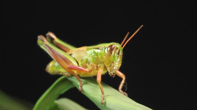 Grasshopper Insect close up